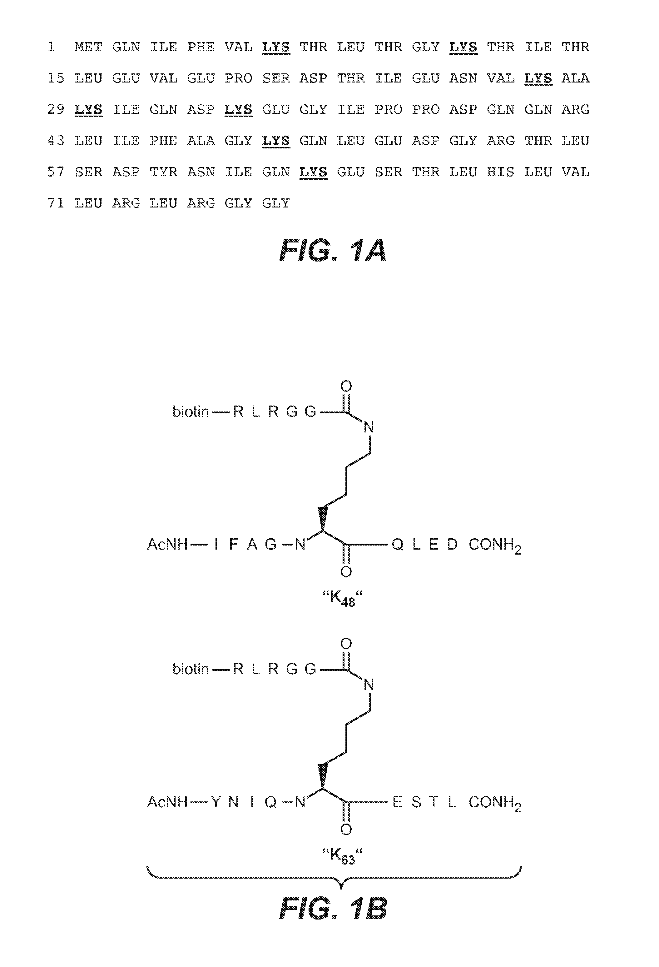 Methods and compositions for targeting polyubiquitin