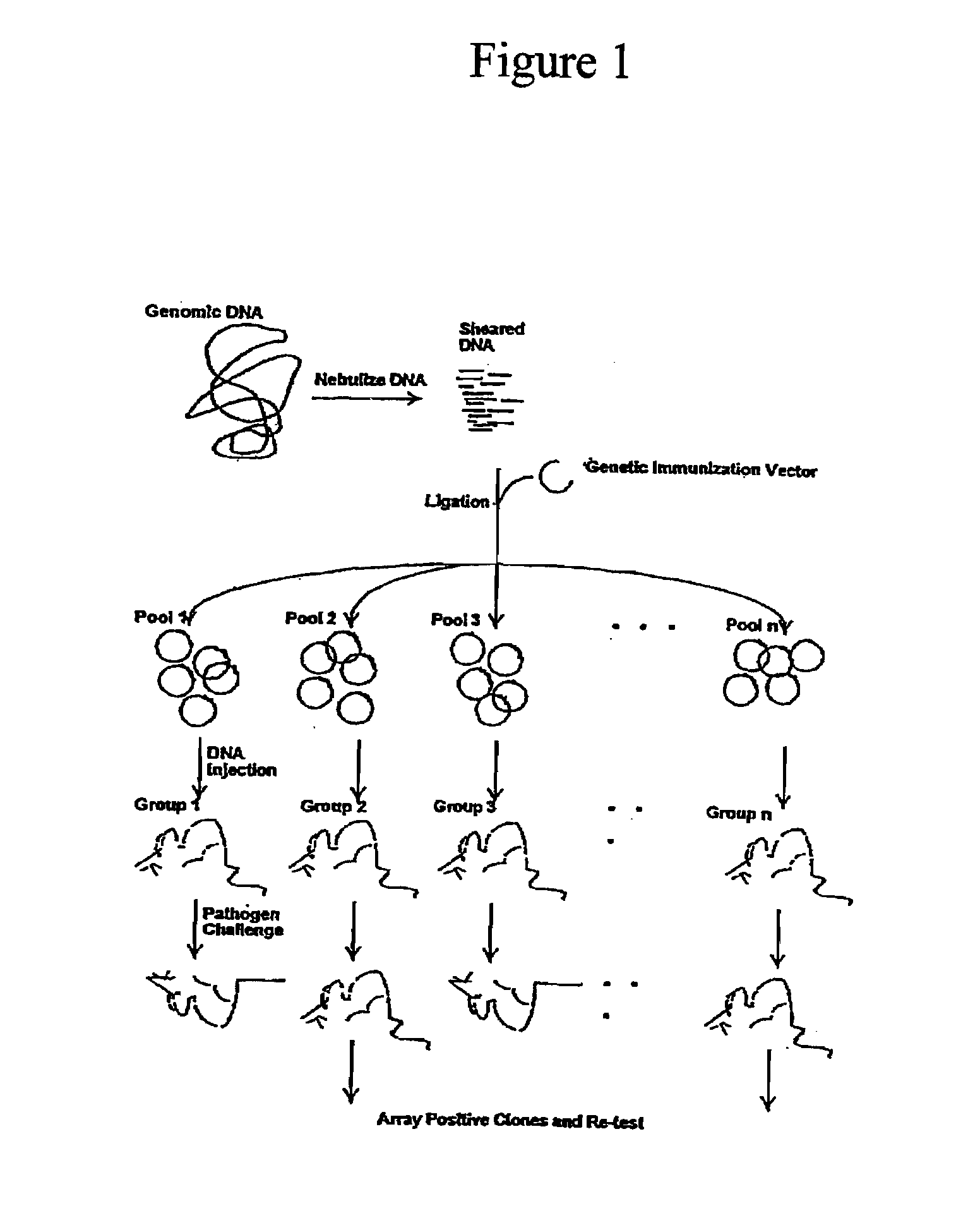 Chlamydia pneumoniae vaccine and methods for administering such a vaccine