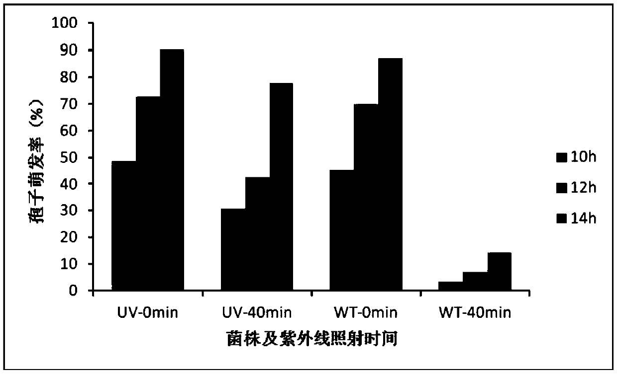 Induced strain (IJUV-6) of isaria javanica and dinotefuran compounded pesticide and applications thereof