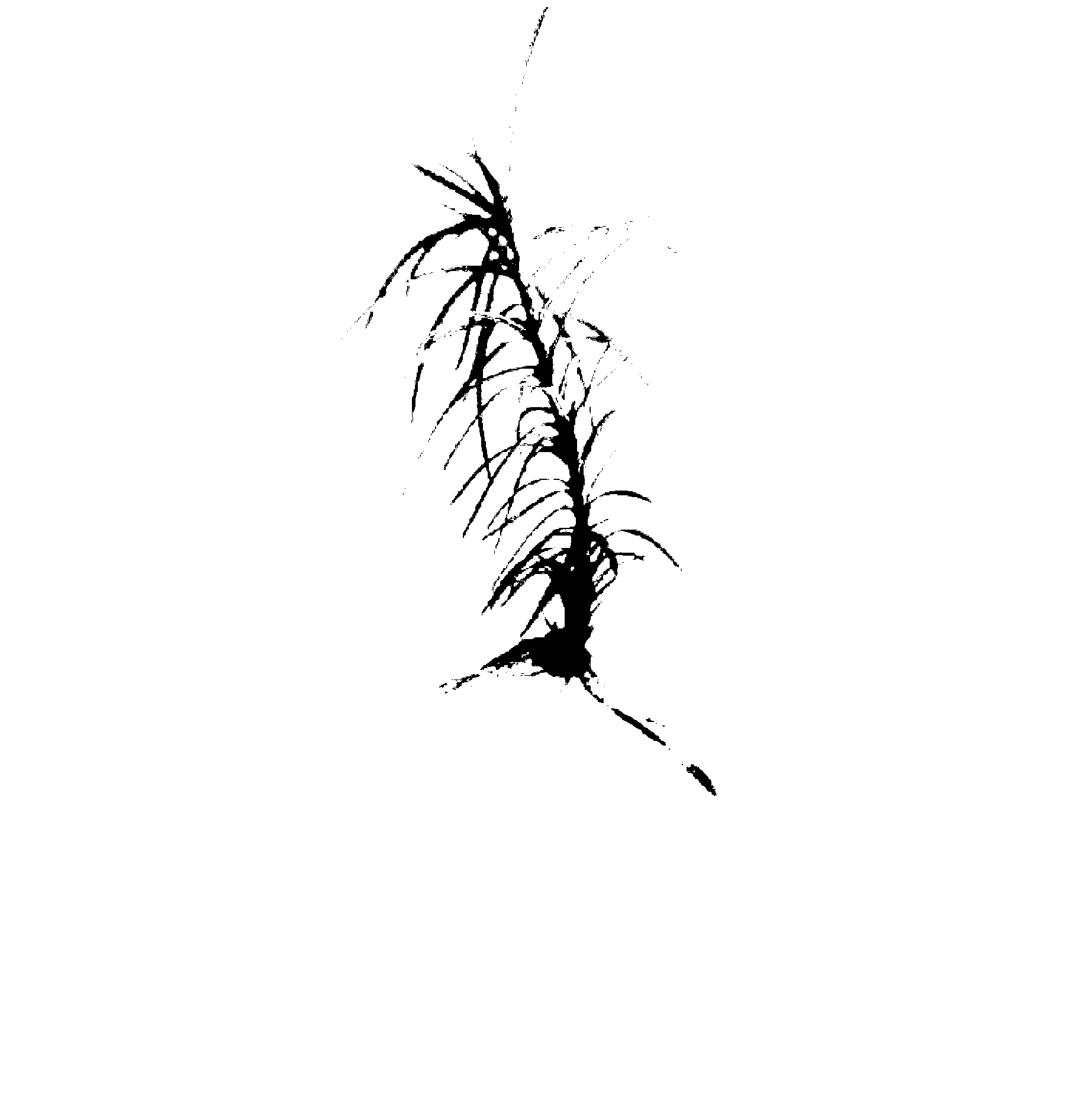 Rooting induction method of test-tube plantlet of cunninghamia lanceolata