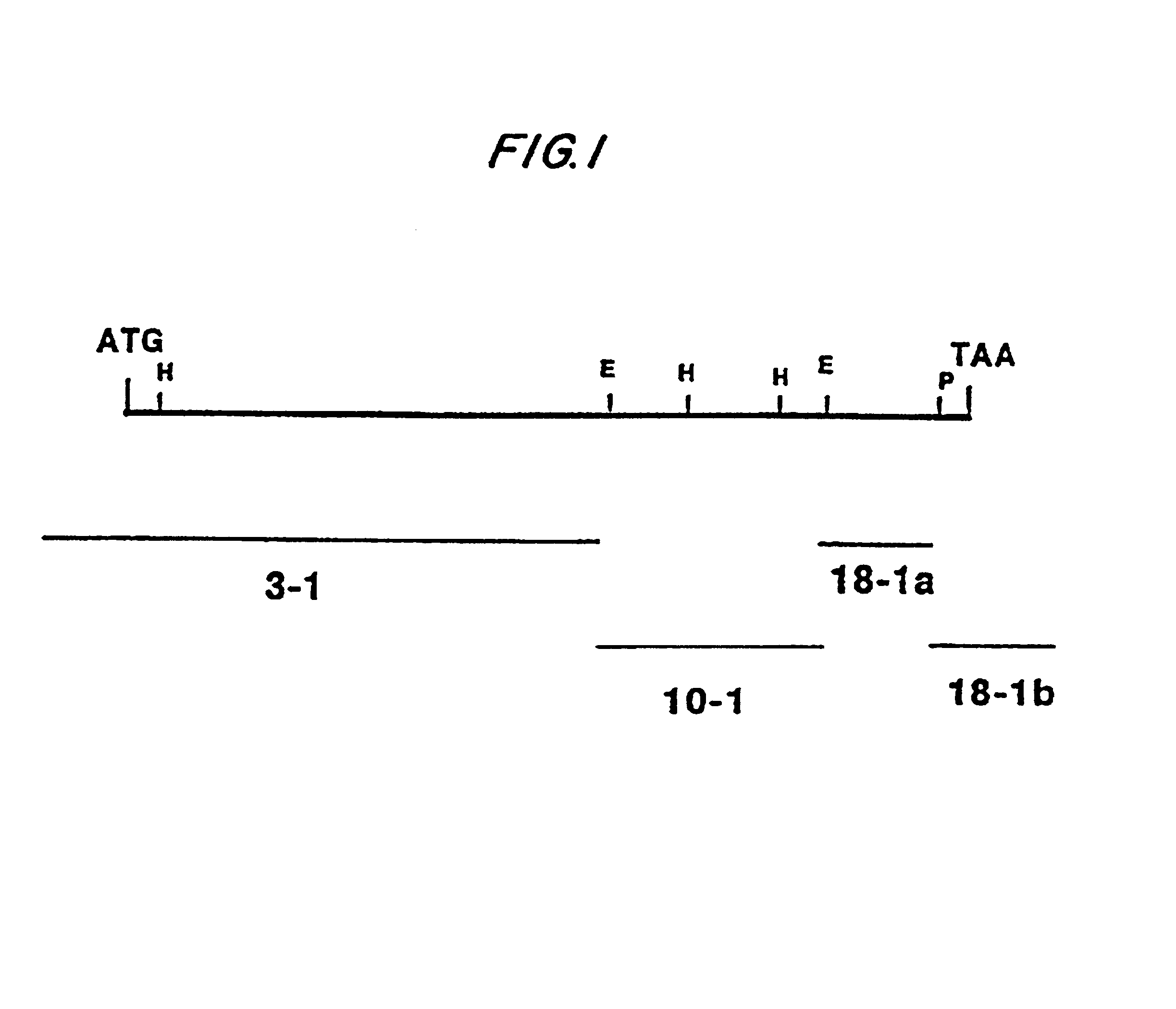 Malaria recombinant poxvirus vaccine