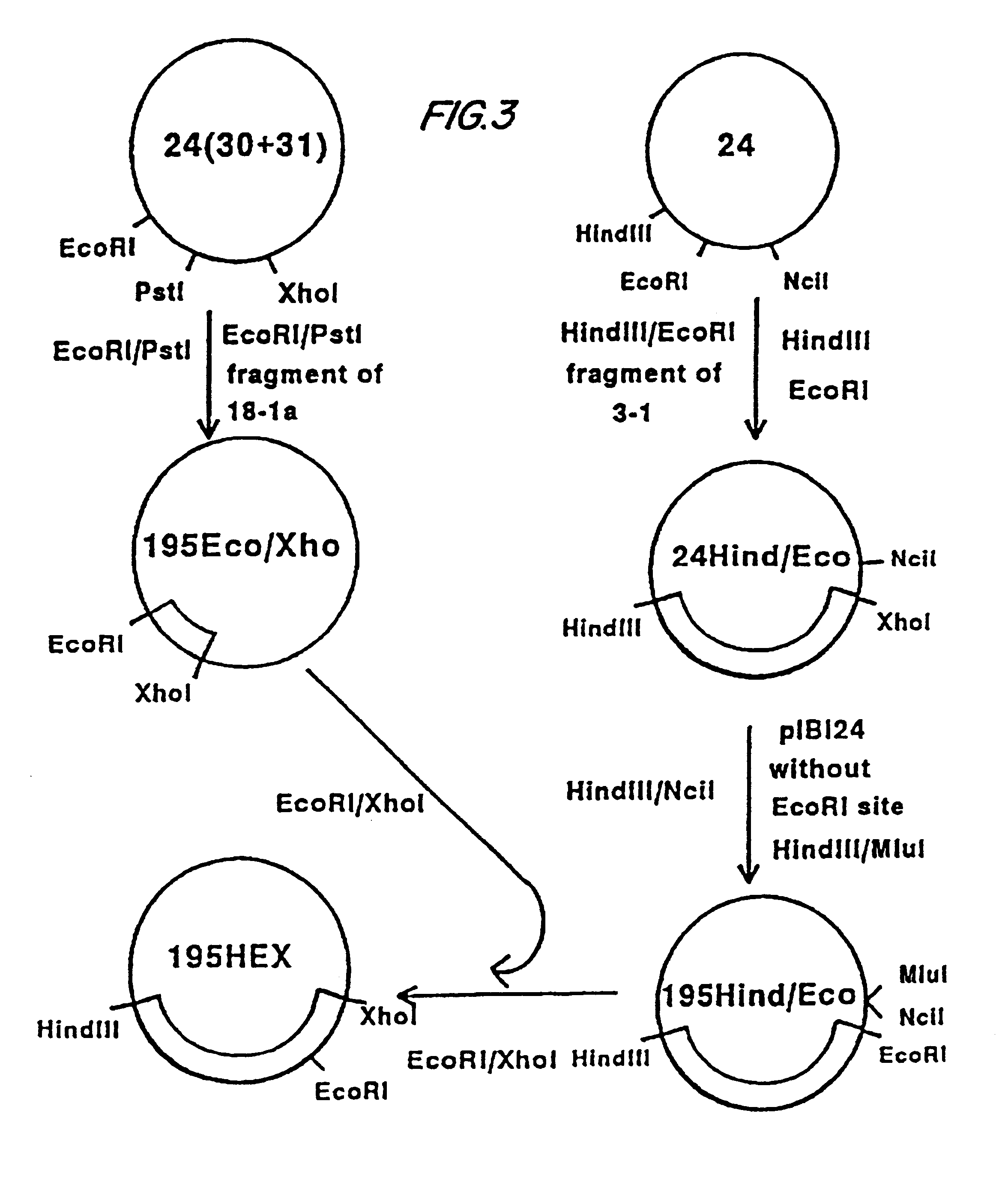 Malaria recombinant poxvirus vaccine