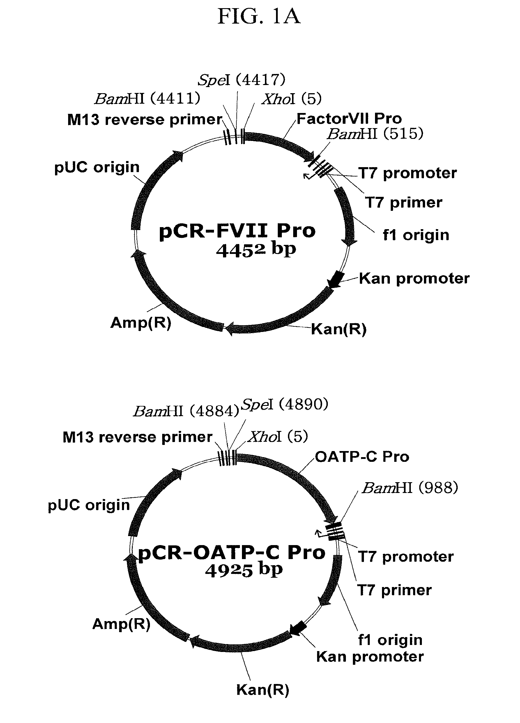 Expression vector suitable for expression of a coding sequence for gene therapy