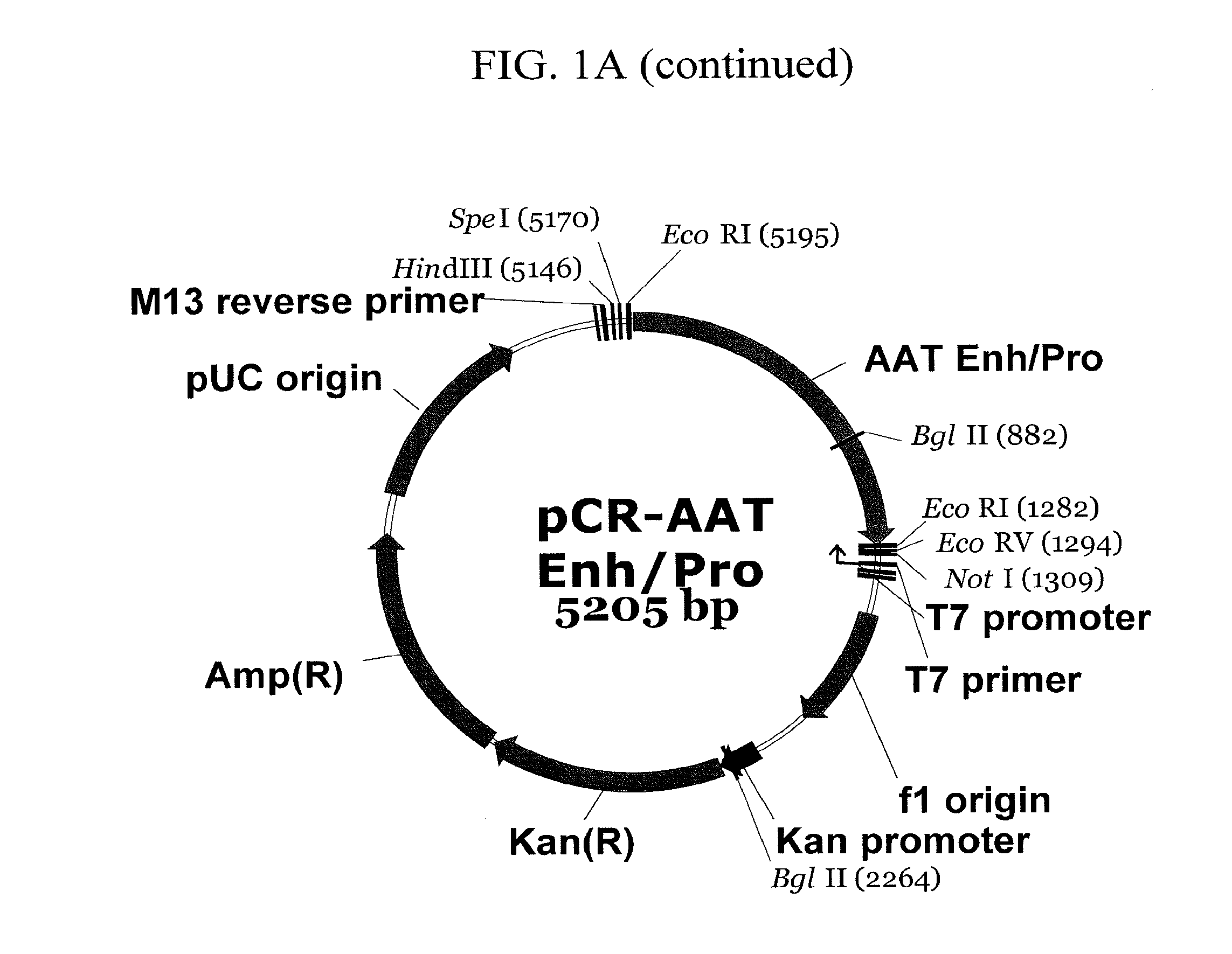 Expression vector suitable for expression of a coding sequence for gene therapy