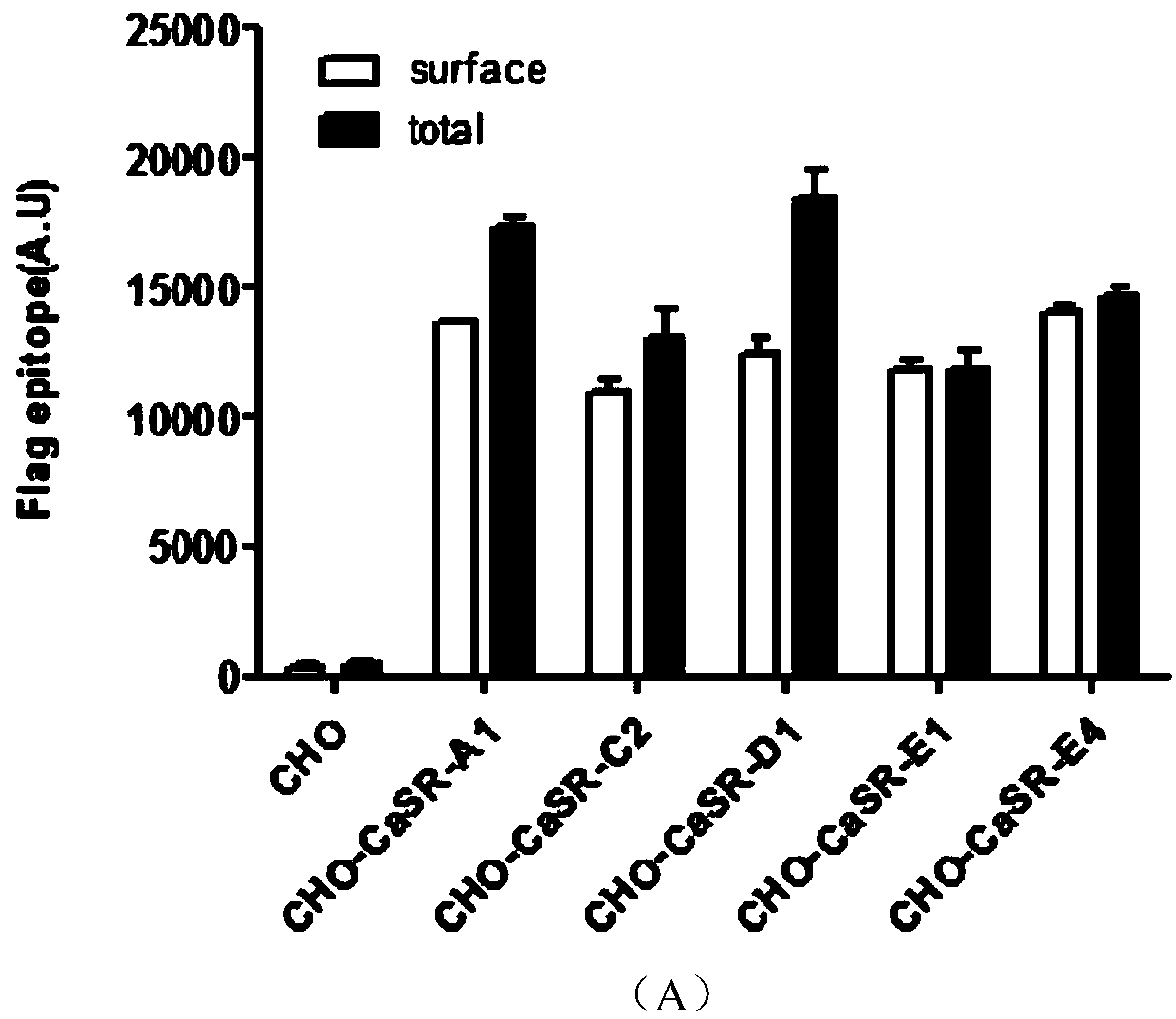 Cell model stably expressing human-derived CaSR gene and construction method of cell model