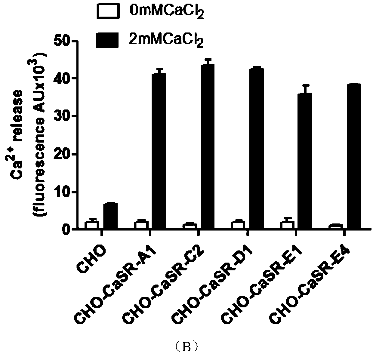 Cell model stably expressing human-derived CaSR gene and construction method of cell model