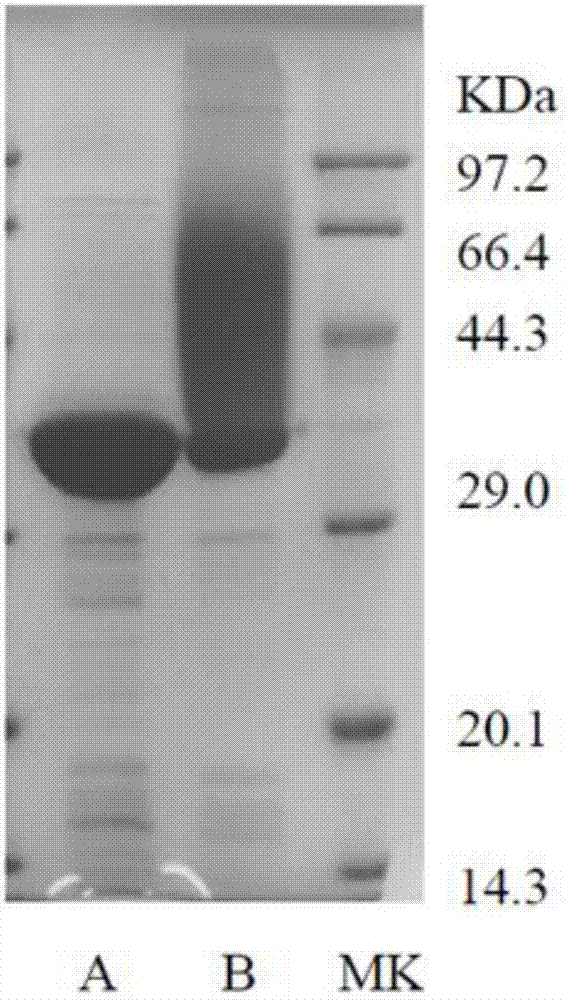 Peroxidase DyP35 gene, and expression protein and application thereof