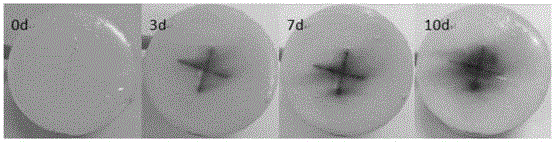 Supporting anti-corrosive coating modified by graphene, preparation and application thereof