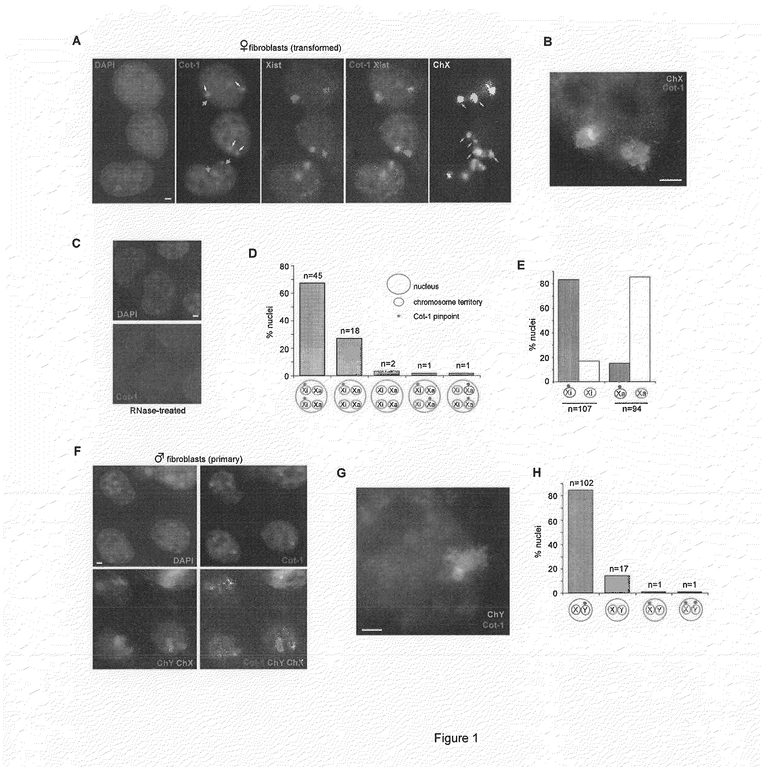 Methods and compositions for identifying undifferentiated stem cells and assessing cell health