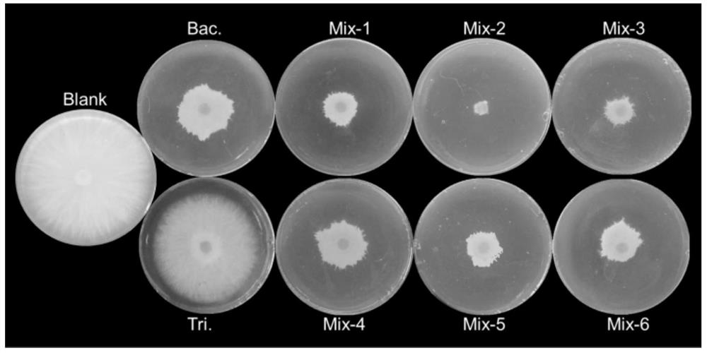 Biocontrol microbial agent for preventing and treating stem rot and gummosis and preparation method and application thereof