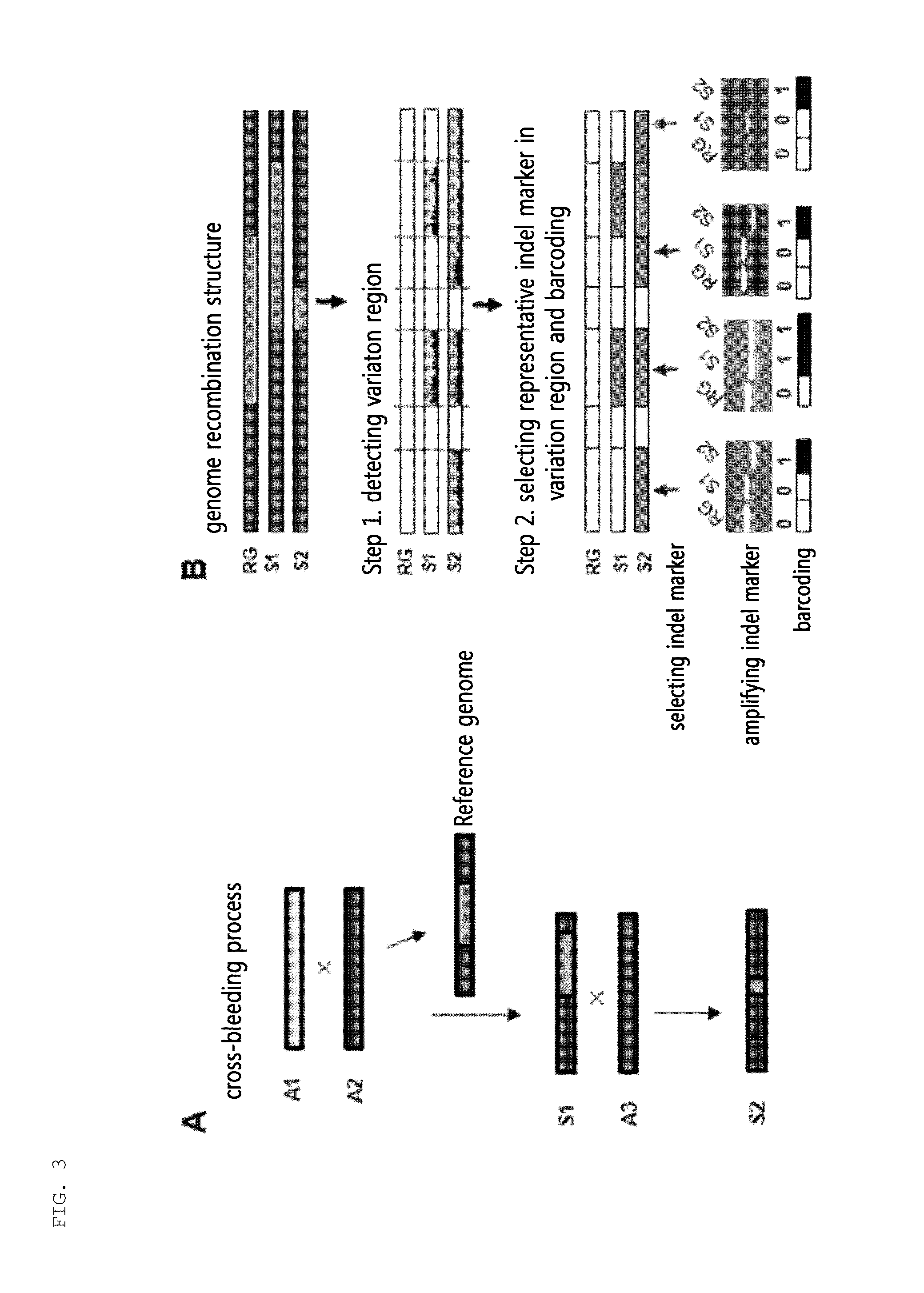 Variety identification-encoding system and encoding method using the same