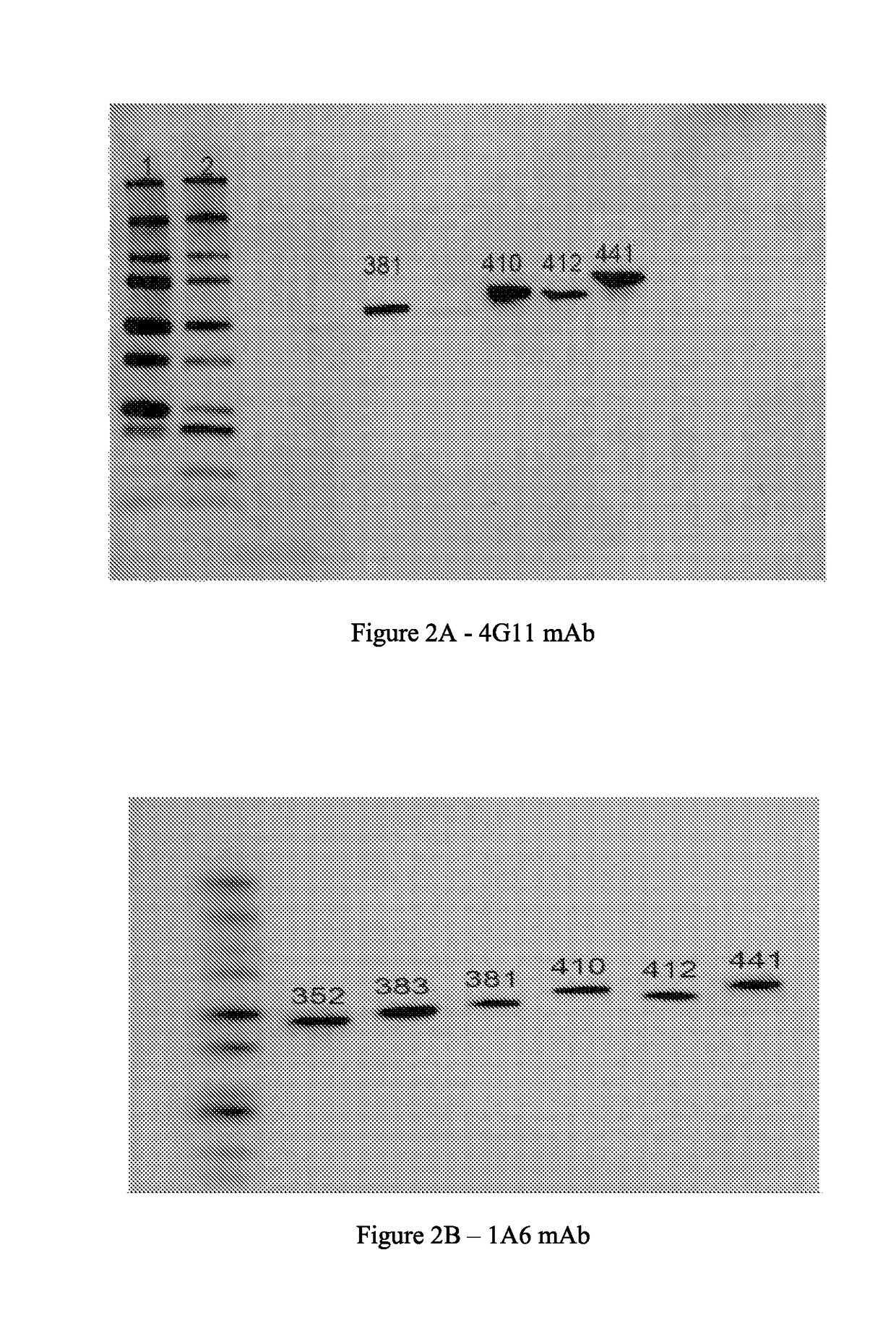 Anti-tau antibodies