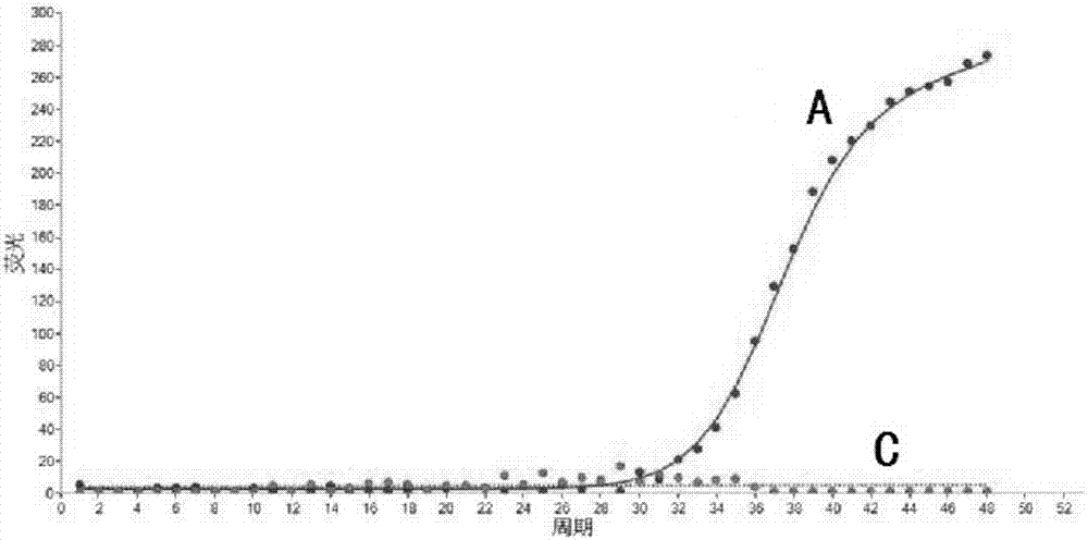 Primer, molecular beacon and kit for rapidly detecting CYP2C9*3 gene polymorphism and detection method of CYP2C9*3 gene polymorphism