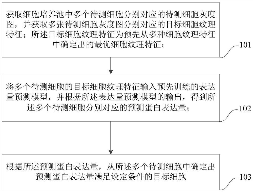 Cell screening method and device based on expression quantity prediction model, computer equipment and storage medium