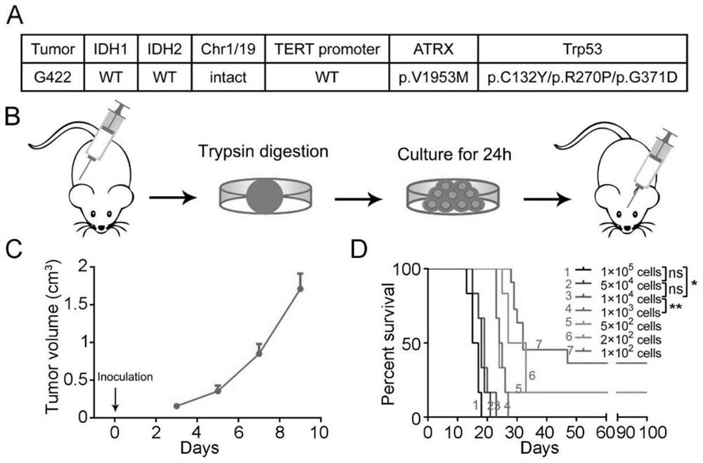 Mouse triple-negative primary glioblastoma cell strain and application thereof