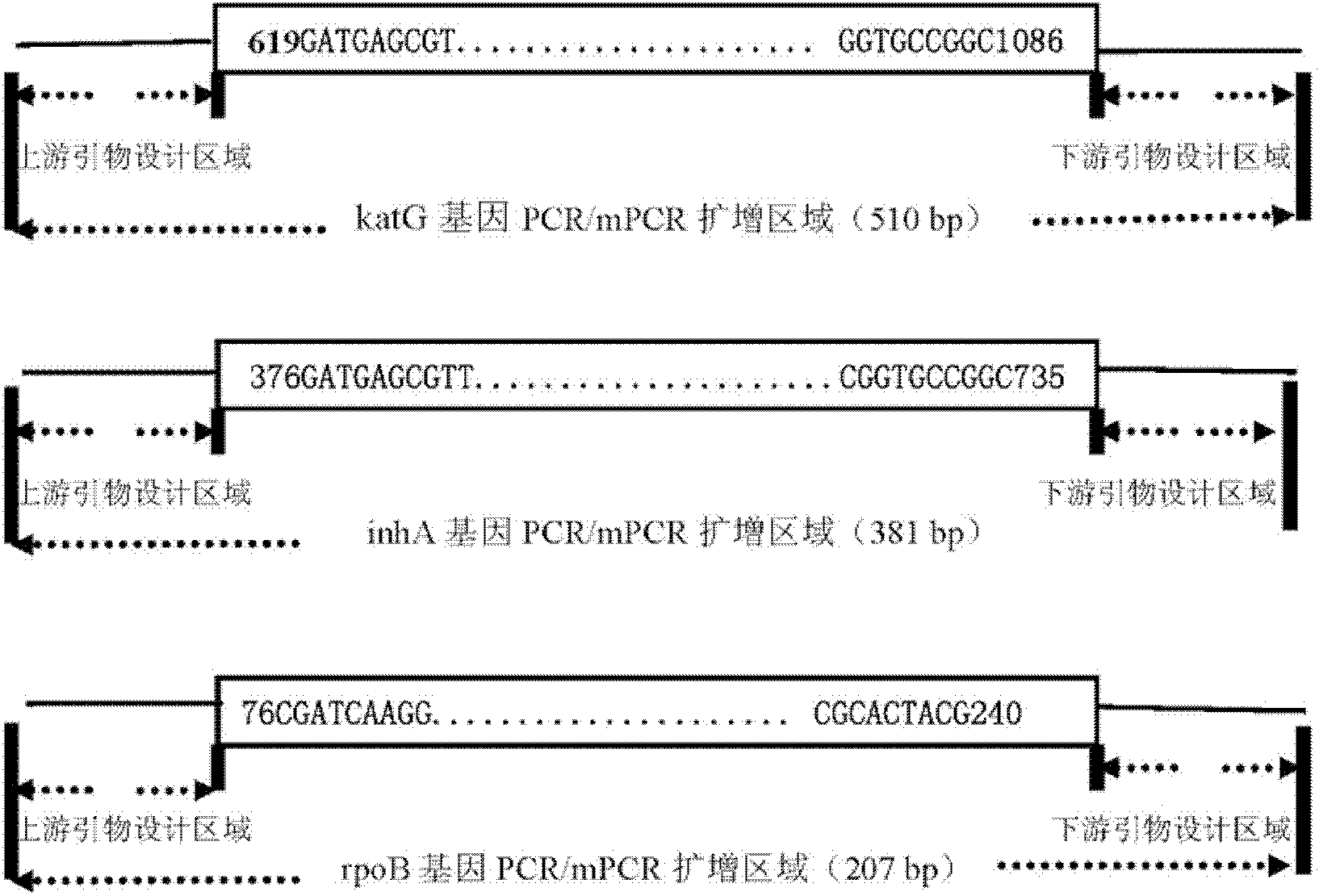 Method for detecting multi-drug resistance of Mycobacterium tuberculosis