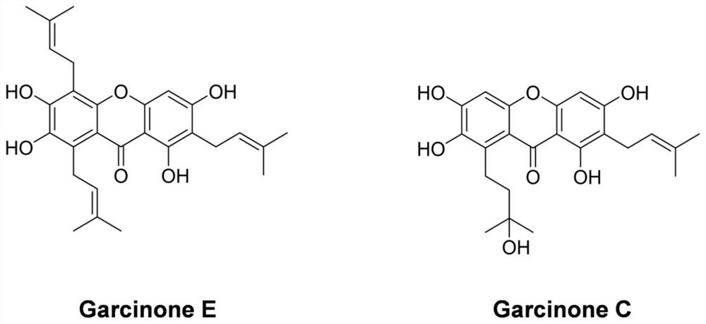 Application of Garcinone E in preparation of tumor cell autophagosome inducer