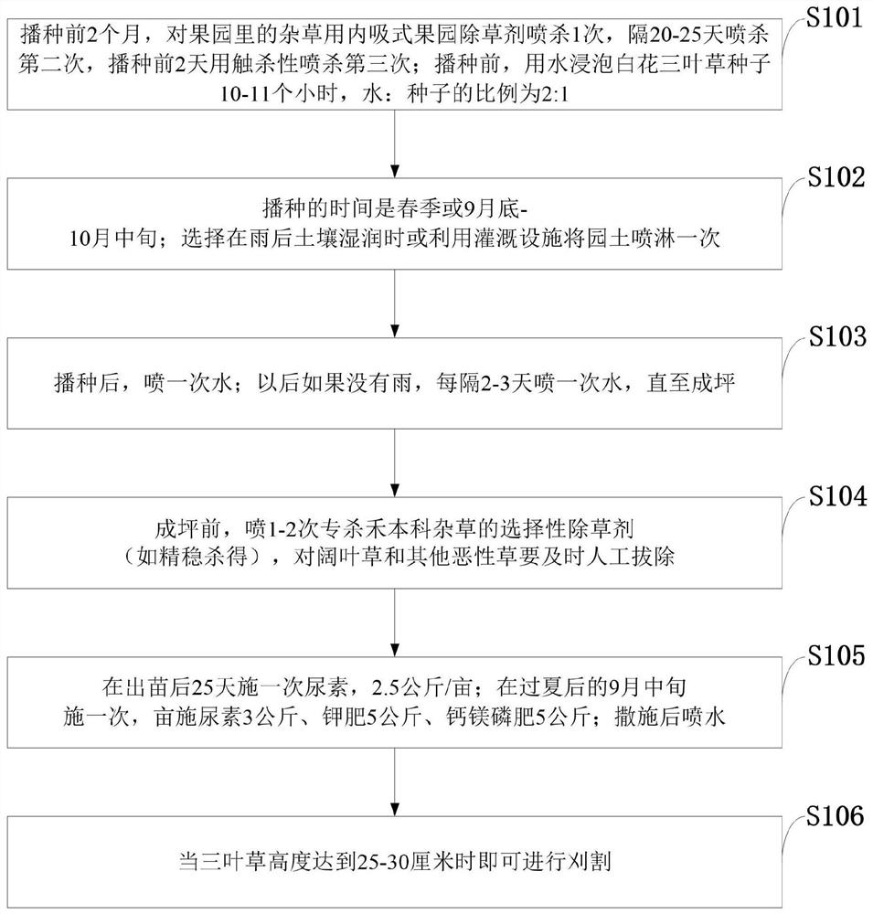 Method for planting trifolium repens in southern orchard