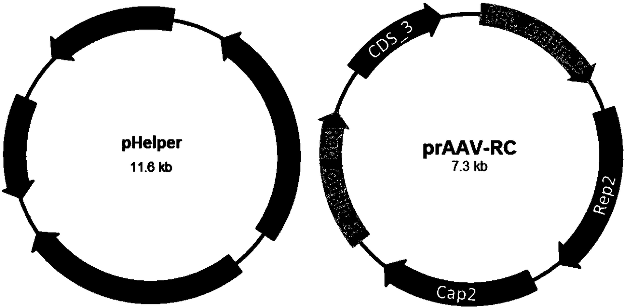 Establishment of recombinant adeno-associated virus carrier production process