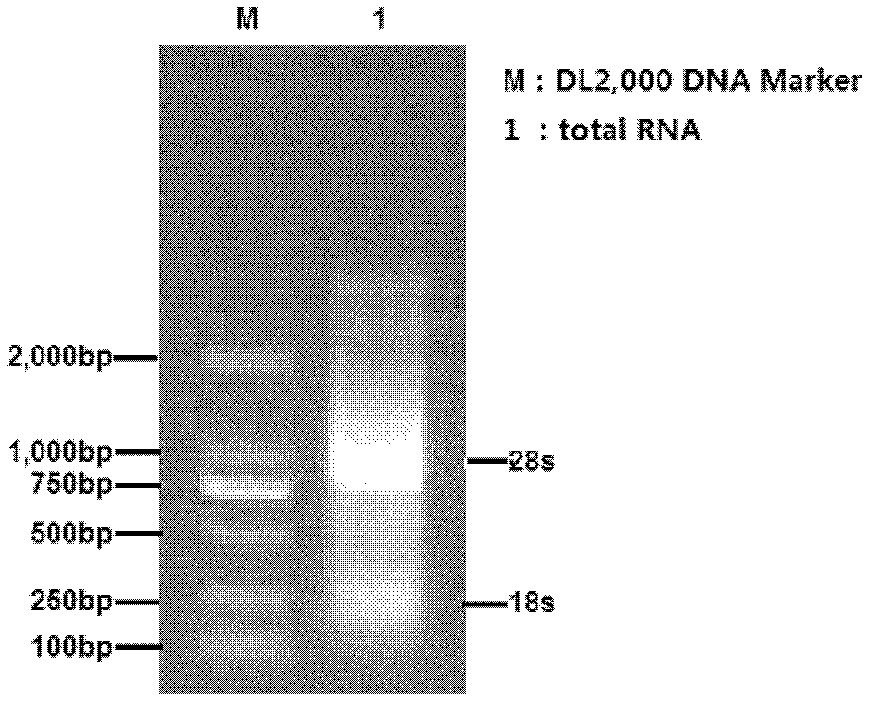 Gene of Lygus lucorum polygalacturonase and application thereof