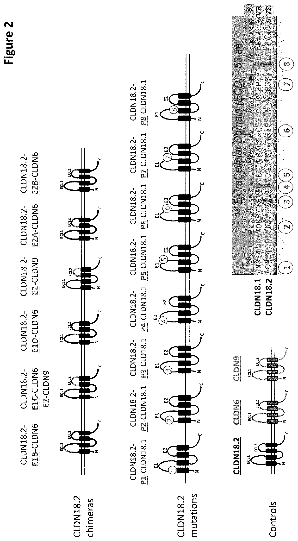 Antibody Constructs for CLDN18.2 and CD3