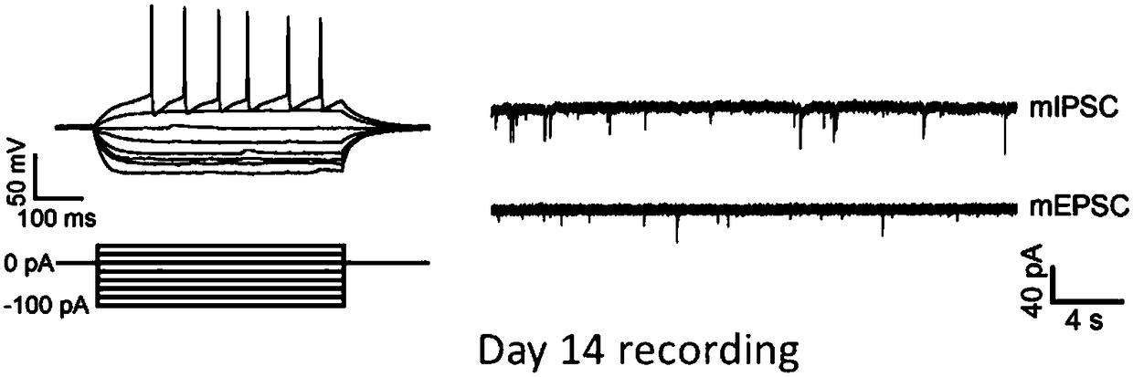 Induced differentiation method of functional cerebral cortical cells