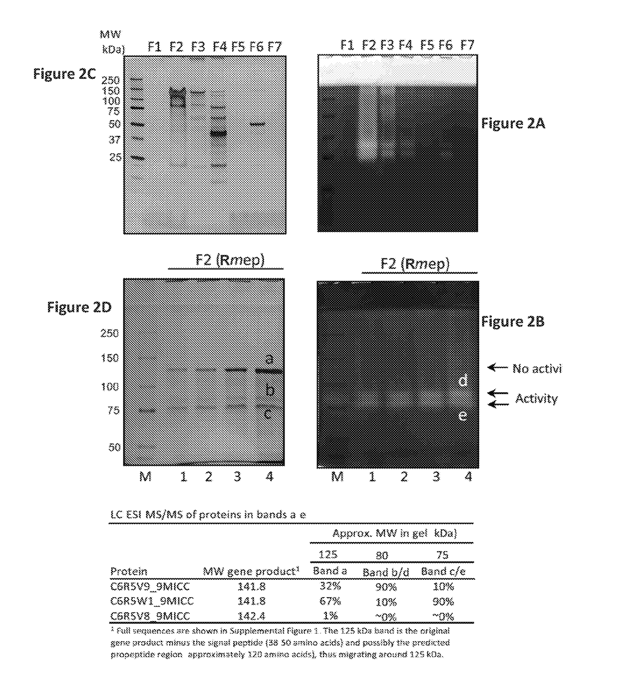 Rothia subtilisins, s8a family proteases, as therapeutic enzymes for application in gluten-intolerance disorders