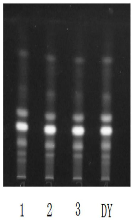 Thin-layer identification method for allium macrostemon test sample