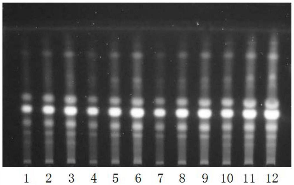 Thin-layer identification method for allium macrostemon test sample