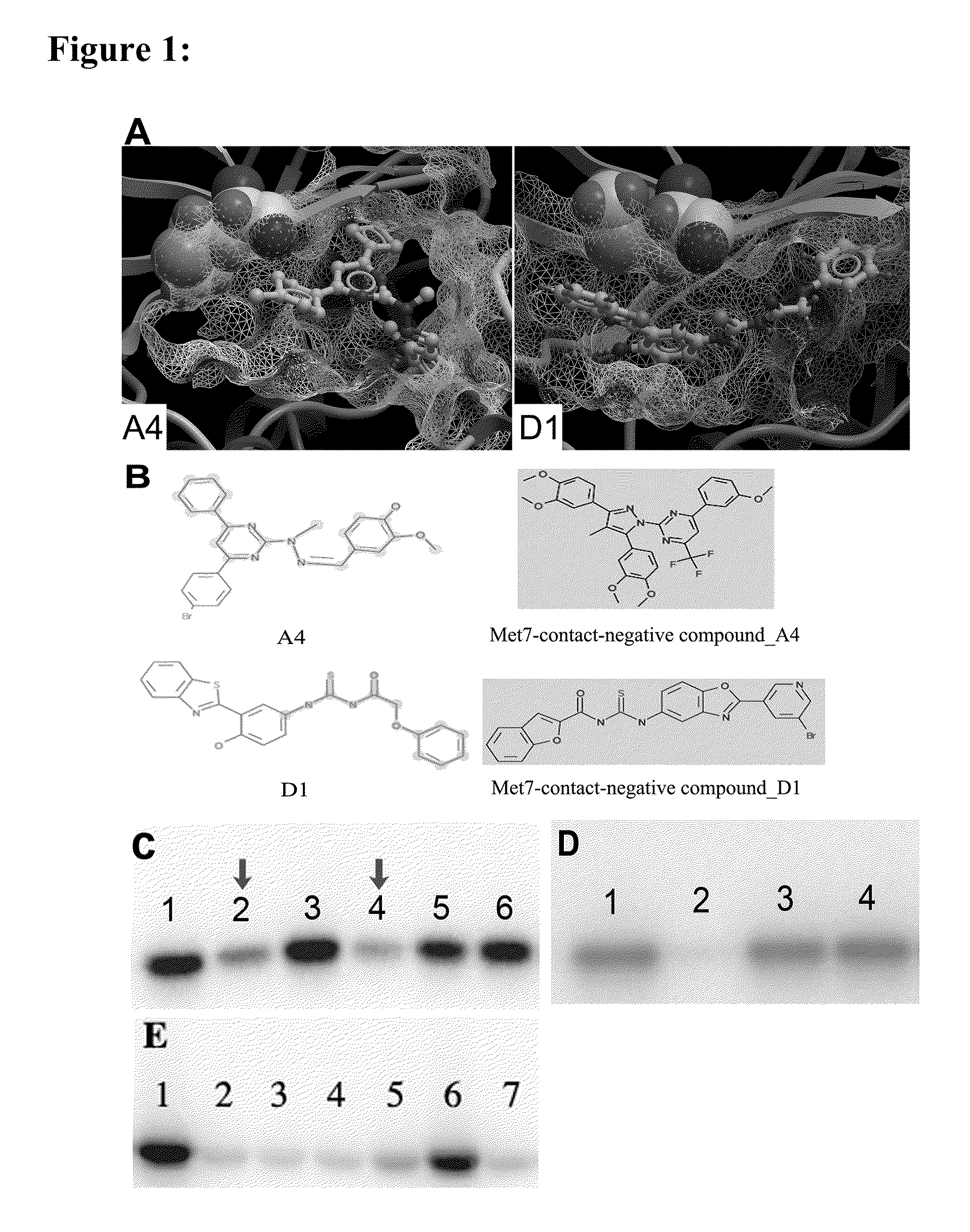 Method of treating cancer by inhibition of protein kinase-like endoplasmic reticulum protein kinase