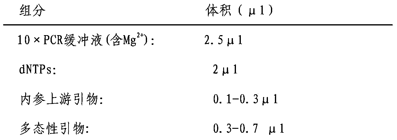 Speed or explosive power relative gene-ACTN3 (Alpha-Actinin 3) polymorphism rapid detection kit and detection method