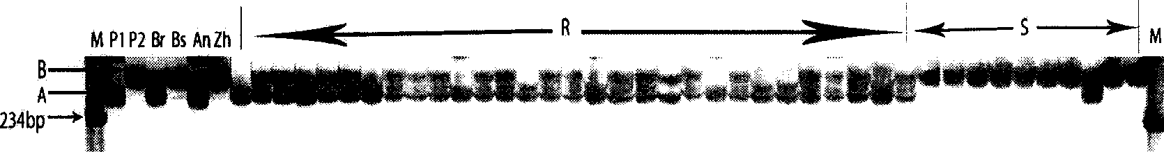 Method for screening stripe rust resisting wheat and its special primer