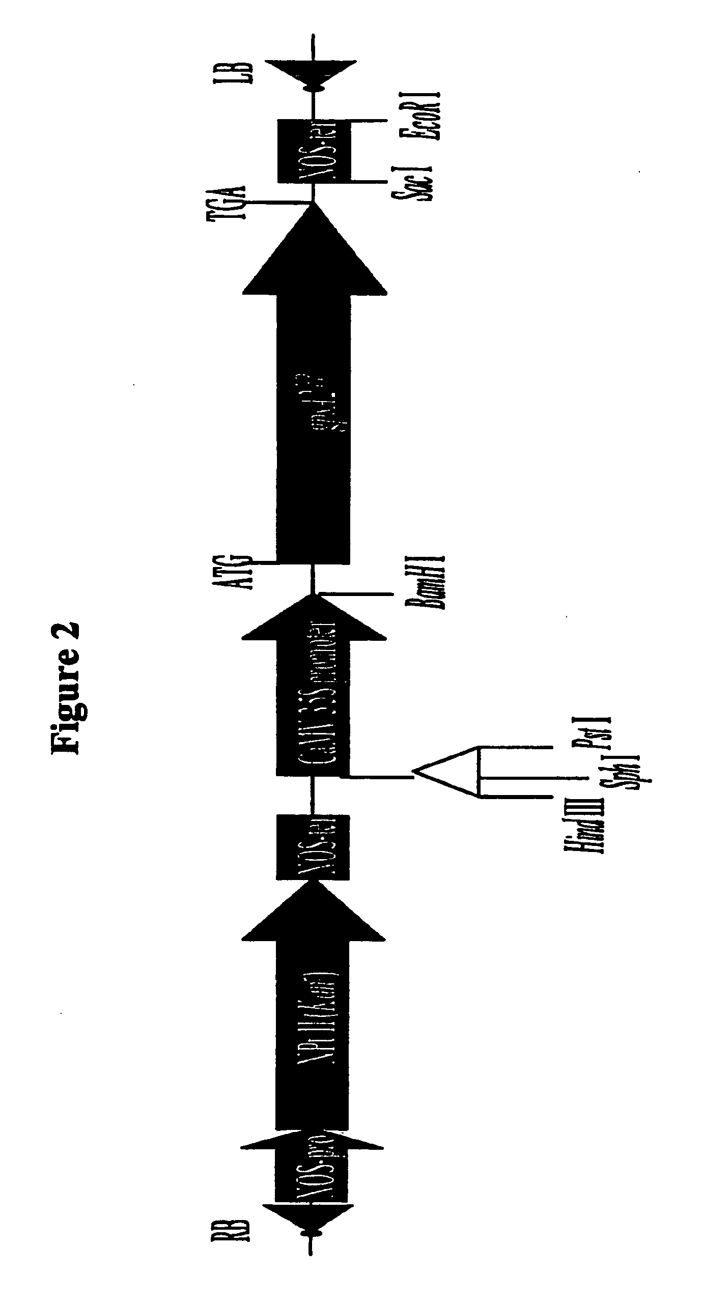 Methods of producing and growing plants having improved phosphorus utilization