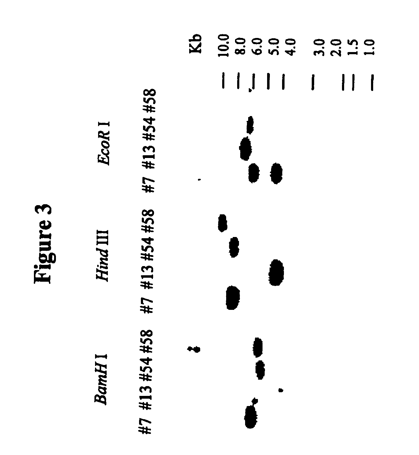 Methods of producing and growing plants having improved phosphorus utilization