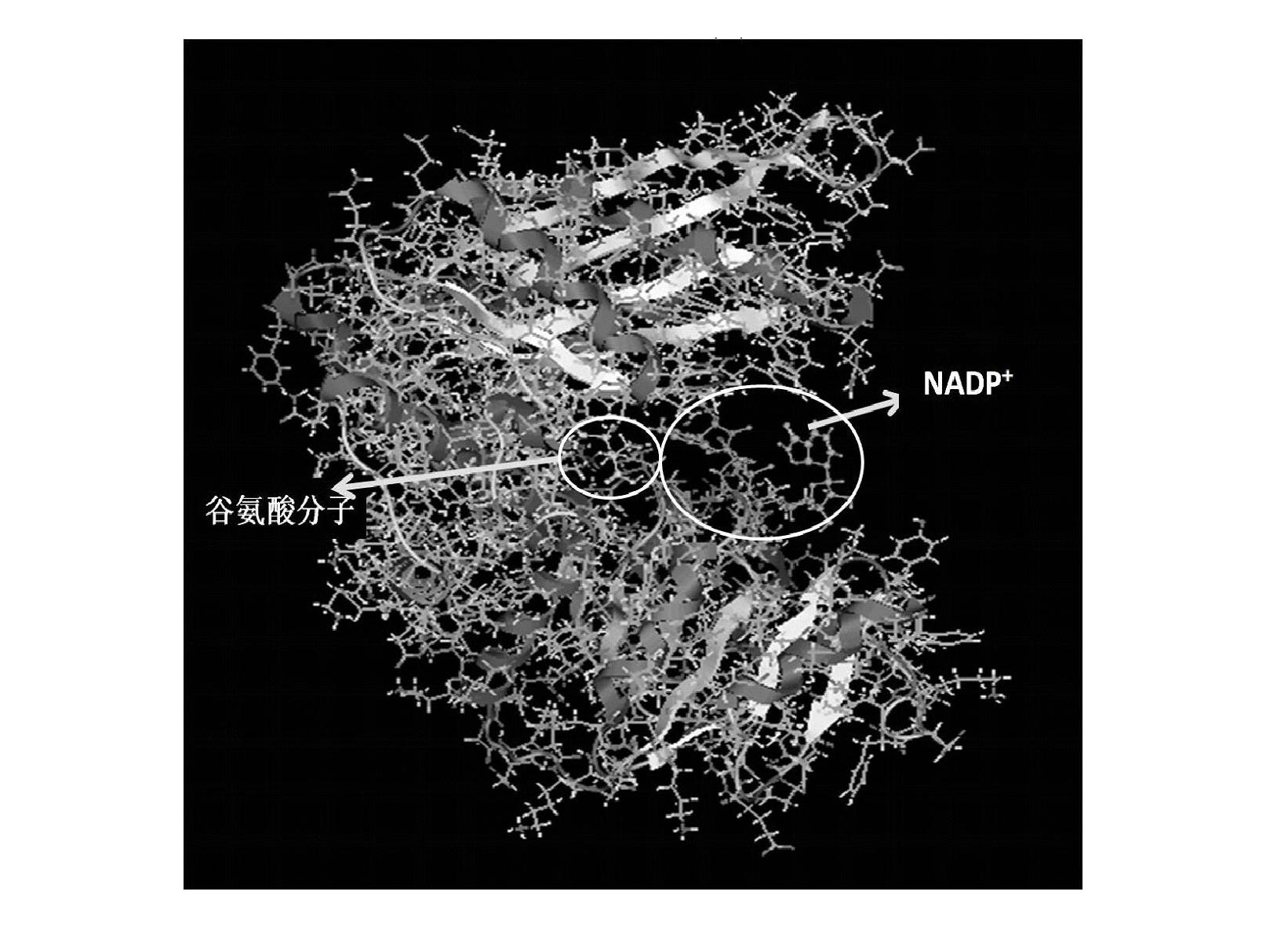 Mutant gene and coding protein of glutamate dehydrogenase of Bacillus natto