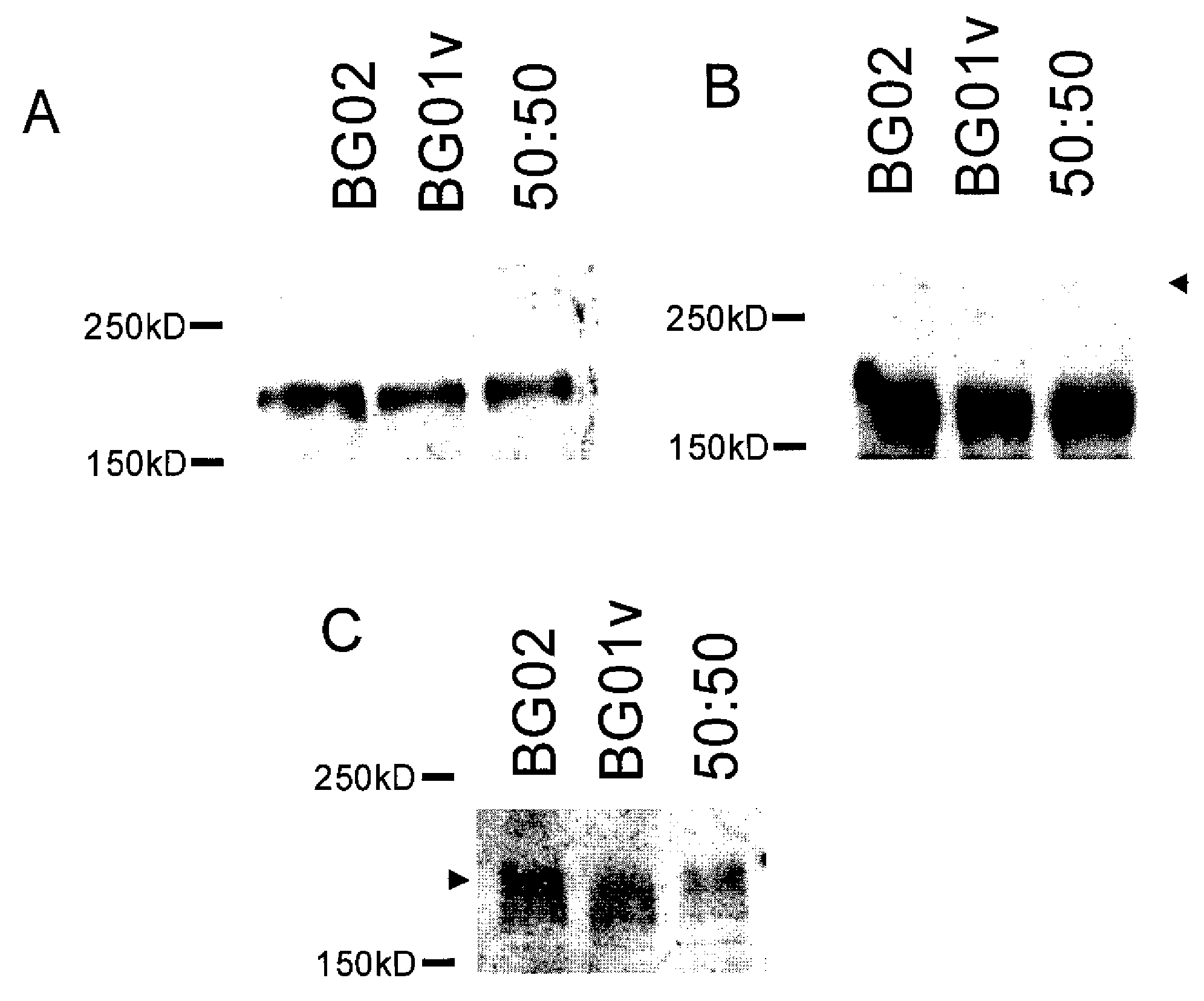 Human Cancer Stem Cell Culture Compositions Comprising Erbb2 Variants and Methods of use Thereof