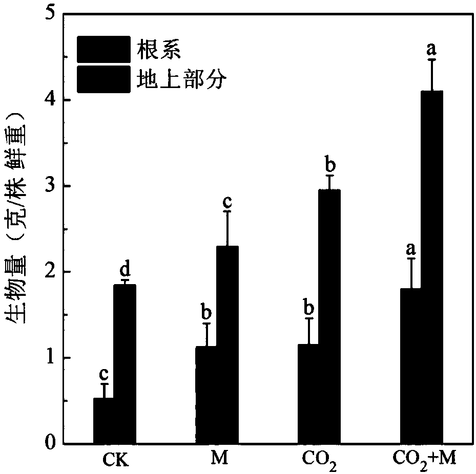 Method for increasing plant extraction efficiency by means of carbon dioxide enrichment and endophyte interaction