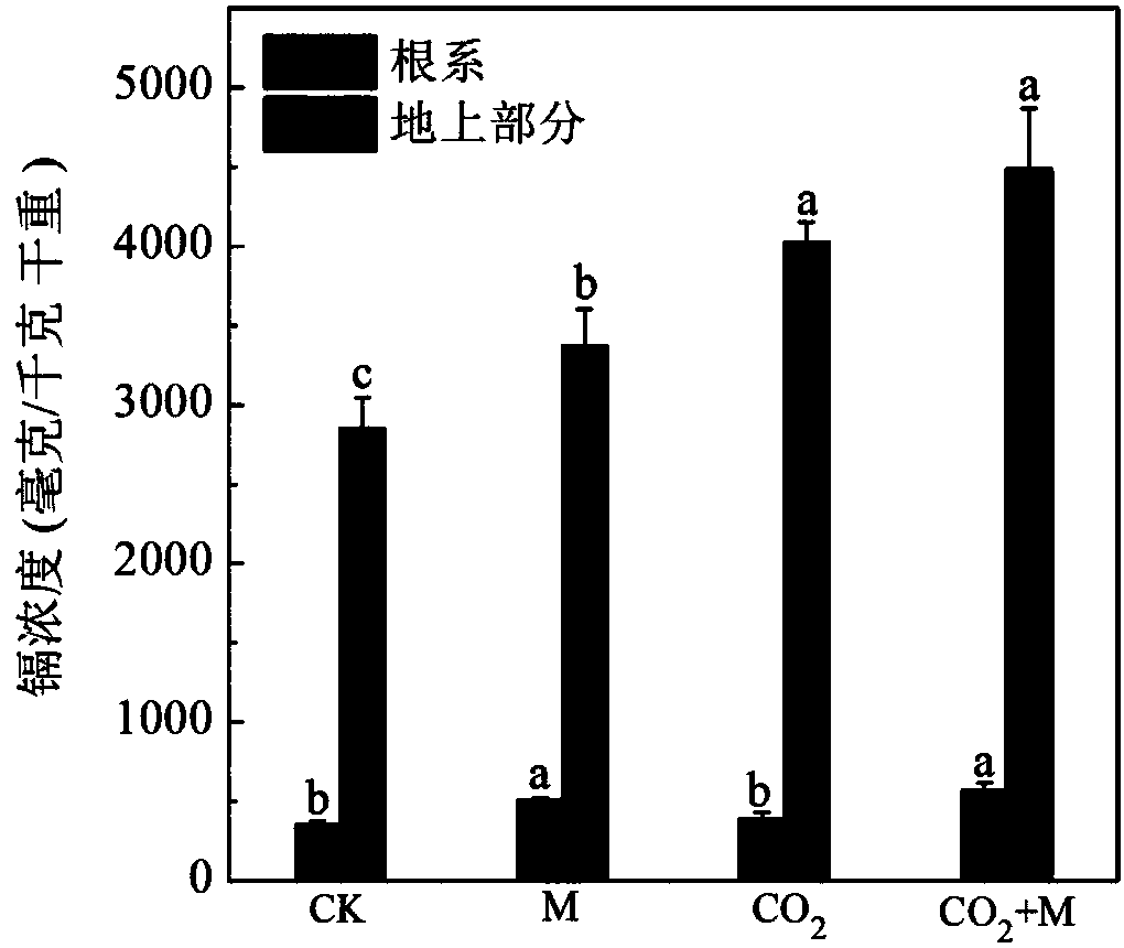 Method for increasing plant extraction efficiency by means of carbon dioxide enrichment and endophyte interaction