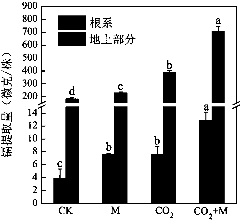 Method for increasing plant extraction efficiency by means of carbon dioxide enrichment and endophyte interaction