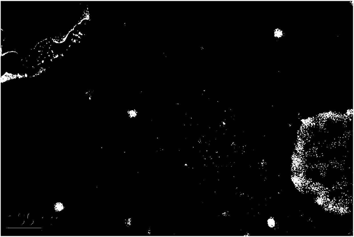 Recombinant polio type-3 VLP (virus-like particles)