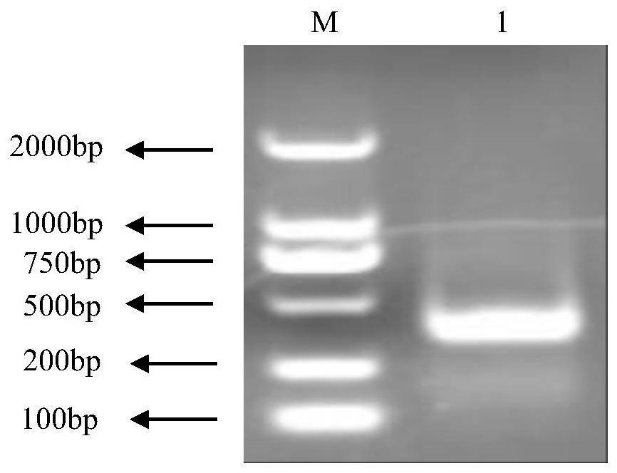 A kind of anti-African swine fever virus single-chain antibody and its preparation method and application