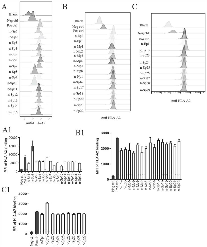 Antigen epitope peptide of novel coronavirus T cells and application of the antigen epitope peptide