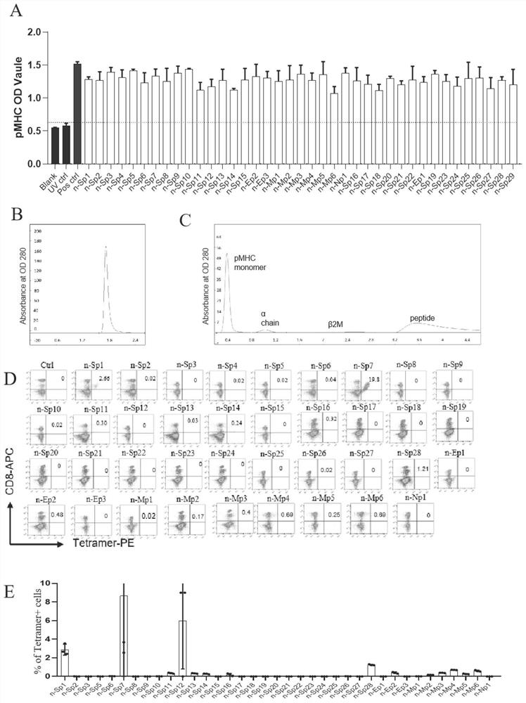 Antigen epitope peptide of novel coronavirus T cells and application of the antigen epitope peptide