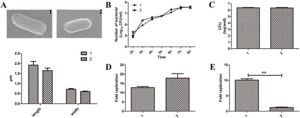 Gene deleted attenuated salmonella typhimurium mutant strain and construction method thereof and application of gene deleted attenuated salmonella typhimurium mutant strain in improvement of melanoma targeting performance