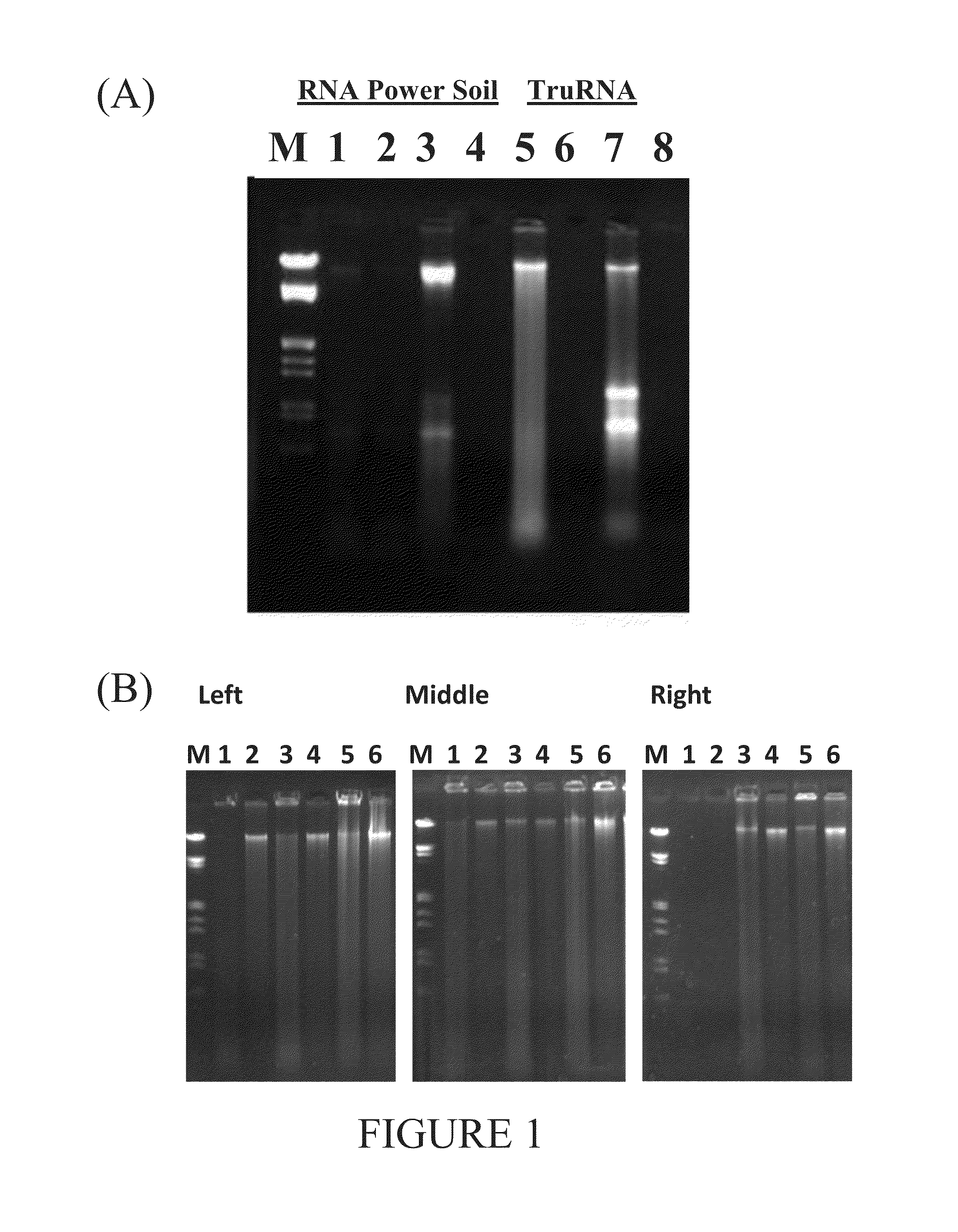 Method for isolating nucleic acids