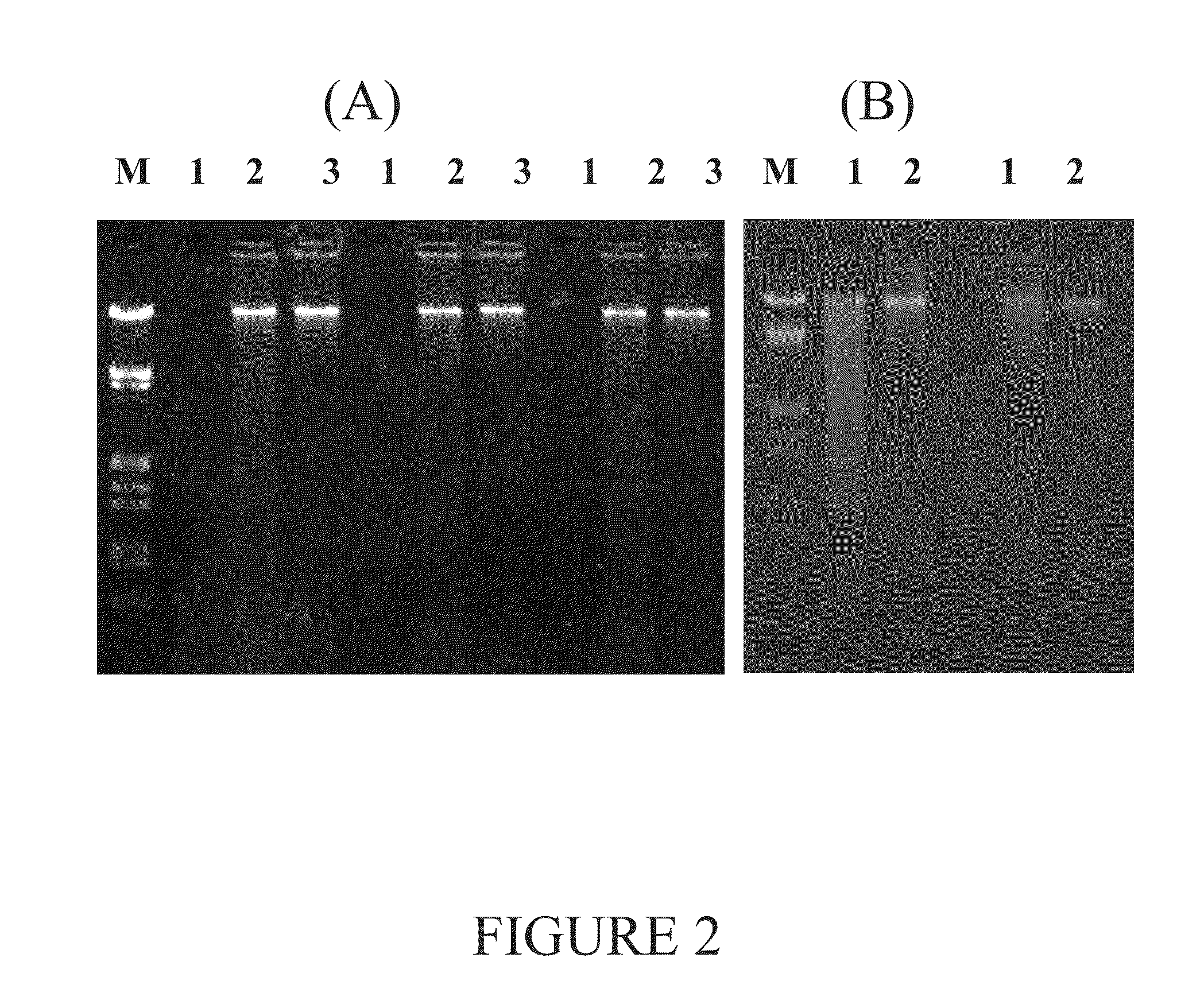 Method for isolating nucleic acids