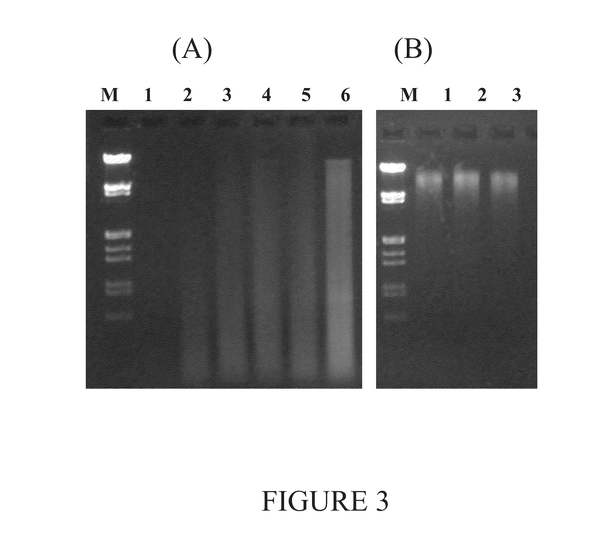 Method for isolating nucleic acids