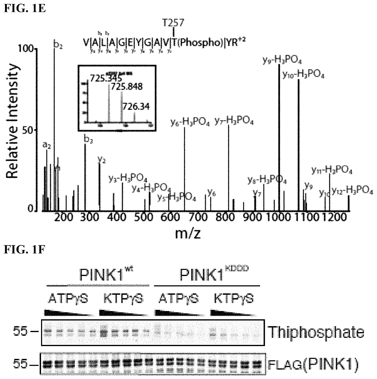 Compositions and methods for treating neurodegenerative diseases and cardiomyopathy