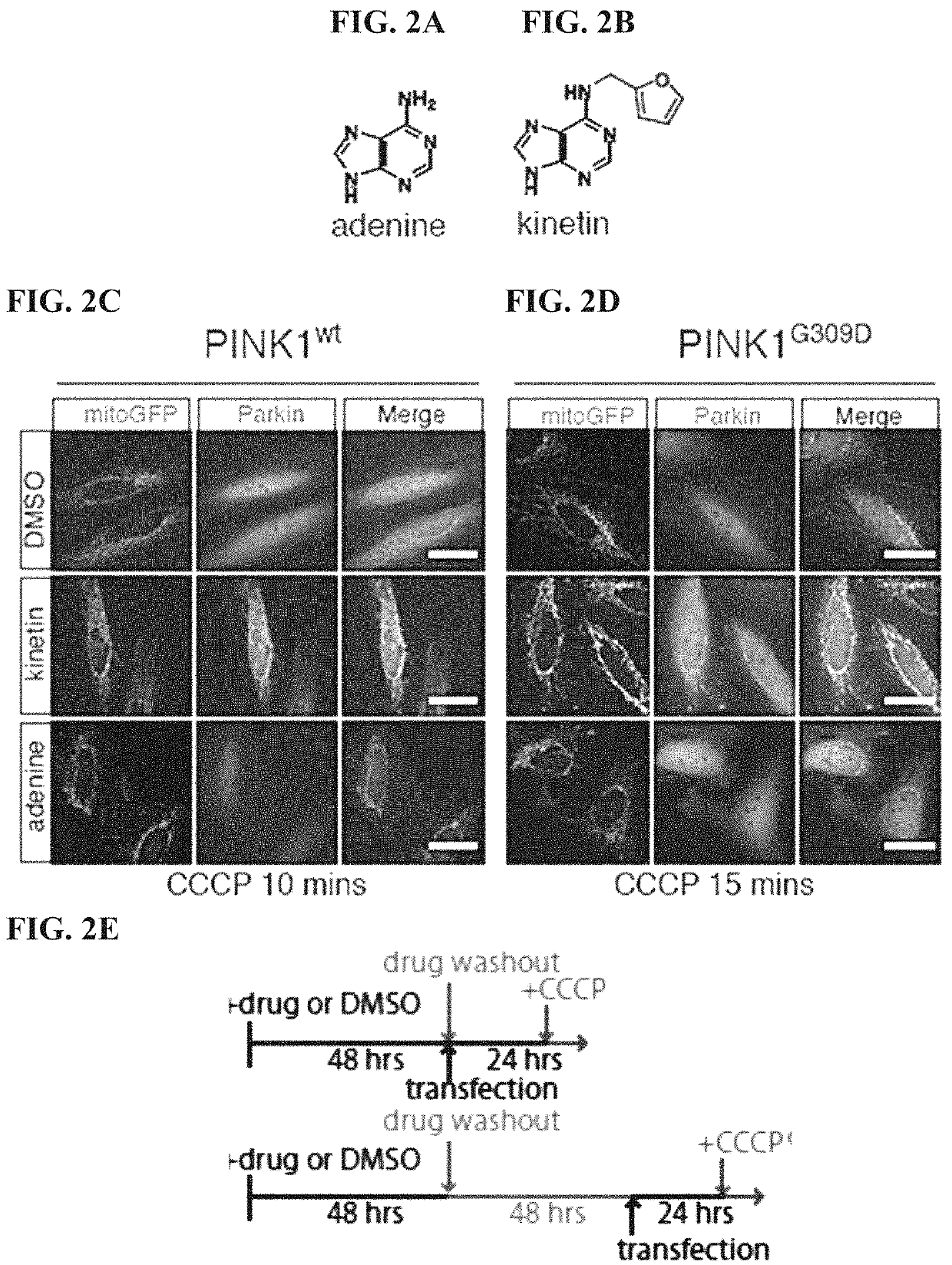 Compositions and methods for treating neurodegenerative diseases and cardiomyopathy