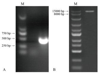 Lilium regale inducible promoter PR4 and application thereof